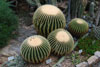 Botanischer Garten Berlin