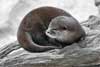 Otter