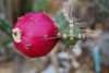 Botanischer Garten Berlin