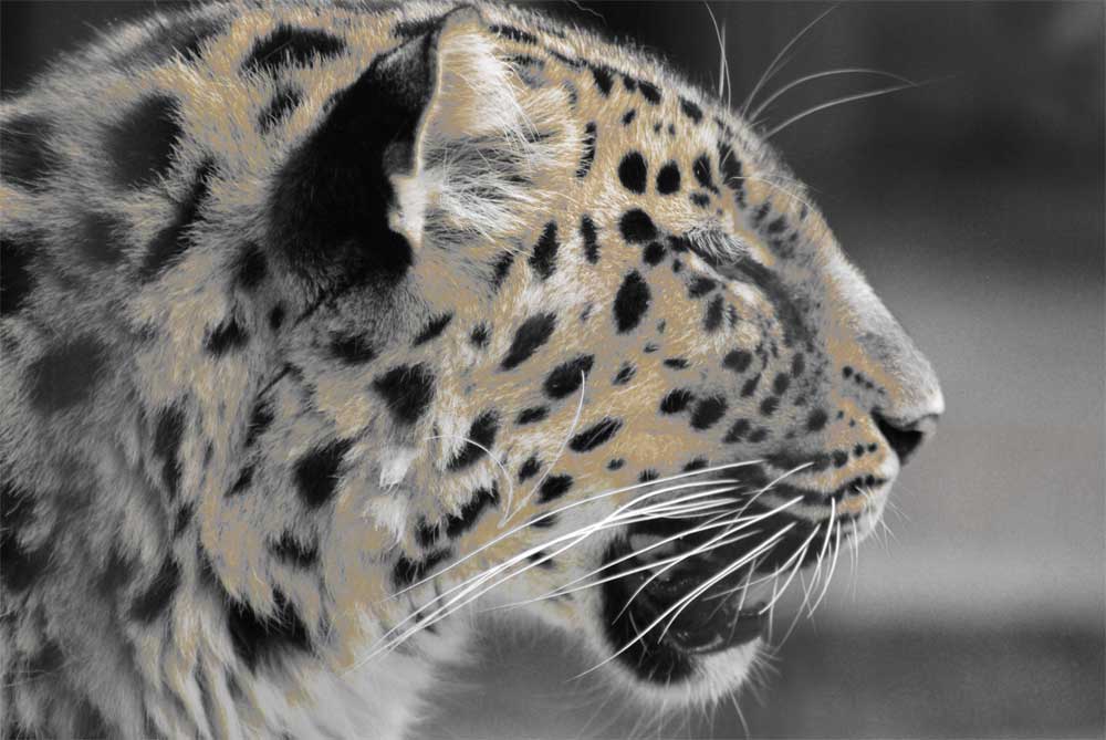 Leopard