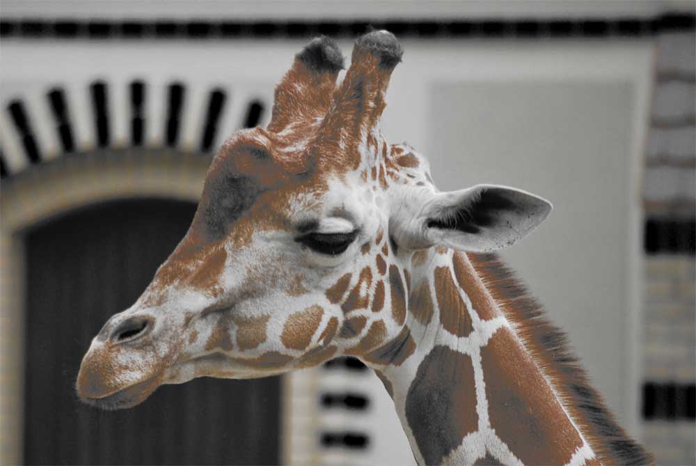 Giraffe