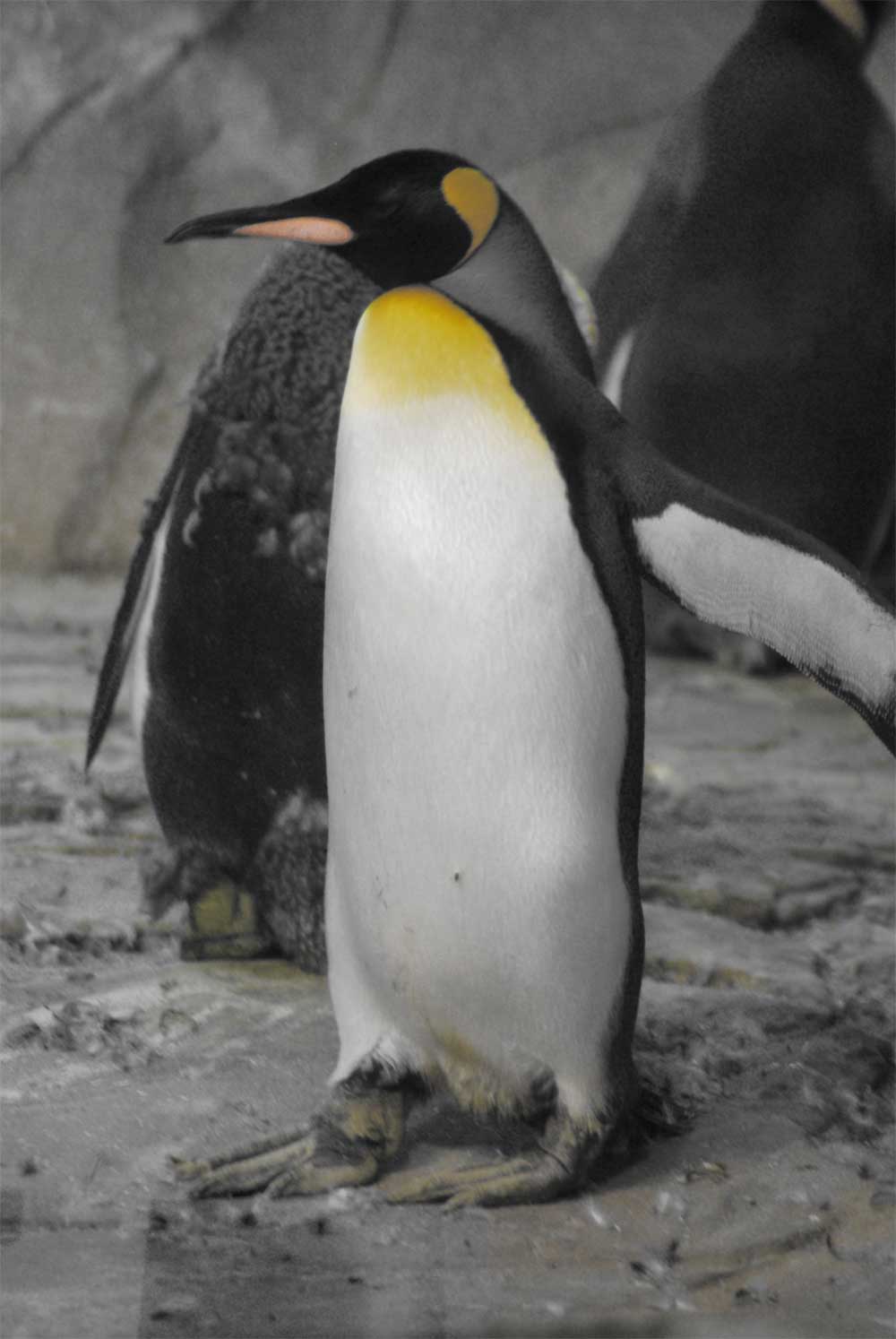 Knigspinguin