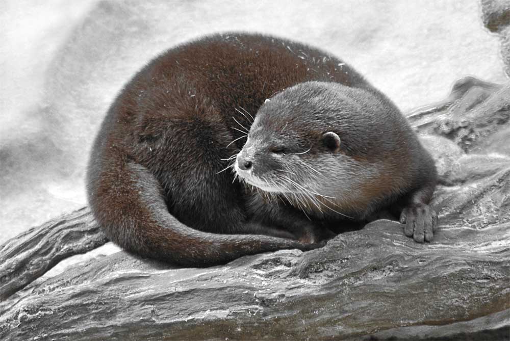 Otter