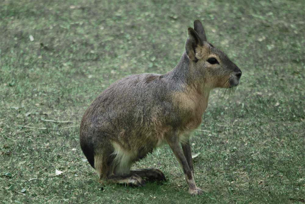 Maras