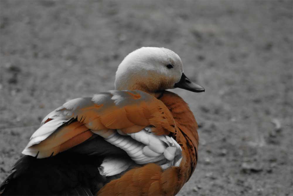 Stockente